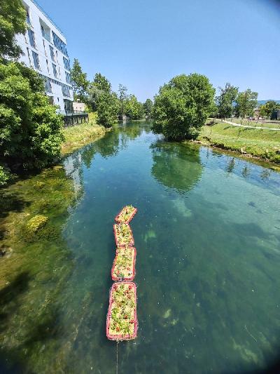 Plutajući cvjetni otoci na Uni – spoj prirode, nauke i ekologije 