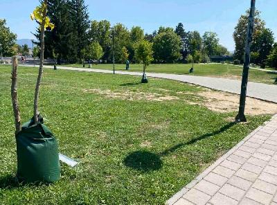 Svako stablo u gradu je dragocjeno – brinimo o njima ! 